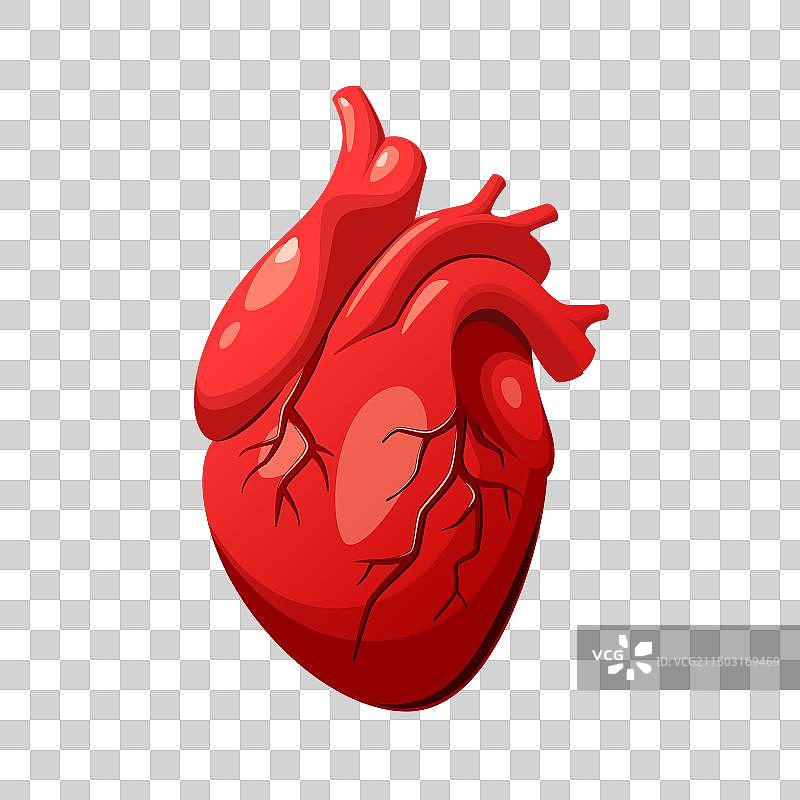 人类心脏图片素材