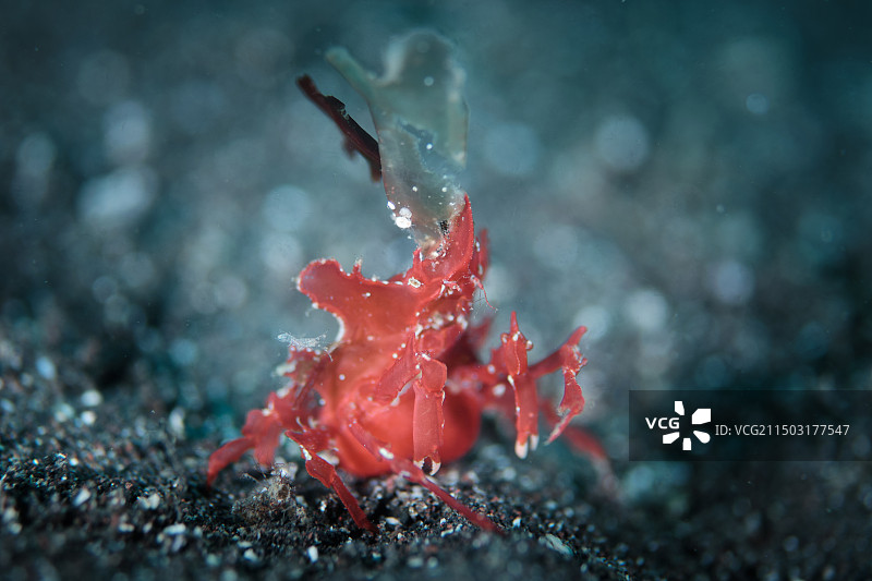 红色的落叶蟹图片素材