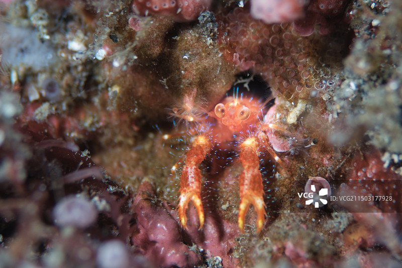 海底的一只小螃蟹图片素材