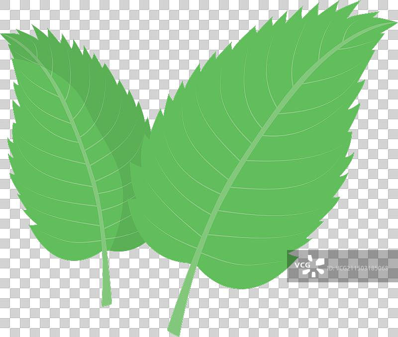 新鲜薄荷叶薄荷醇健康香气图片素材