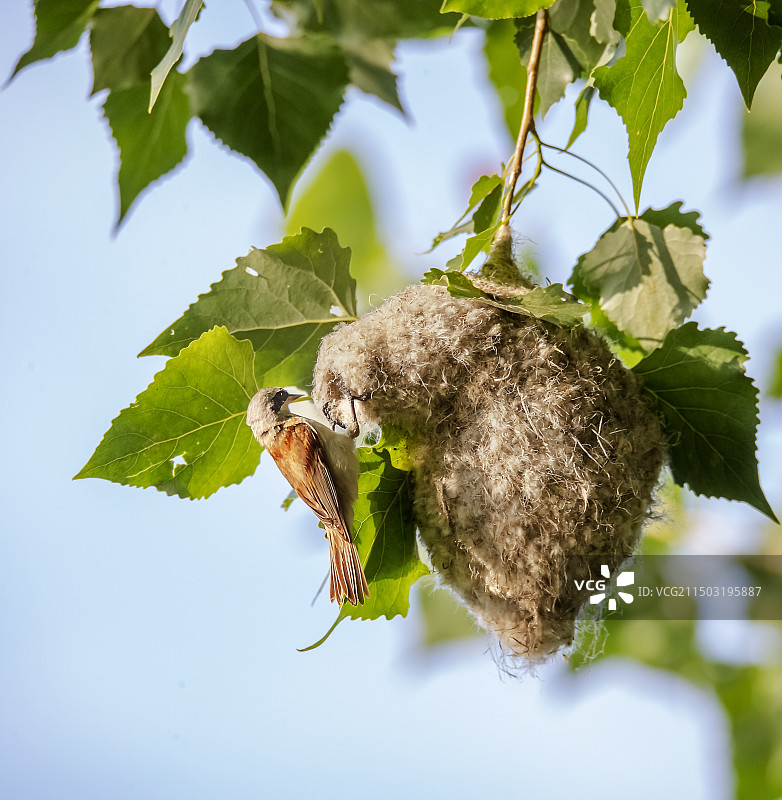 攀雀育雏图片素材