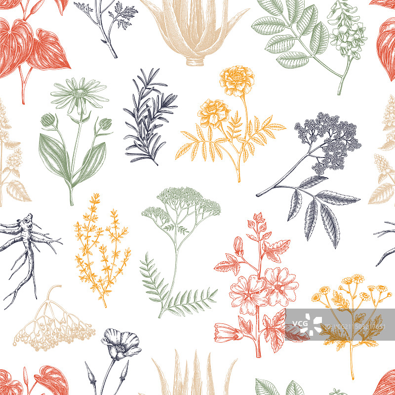 药剂师植物背景草药图片素材