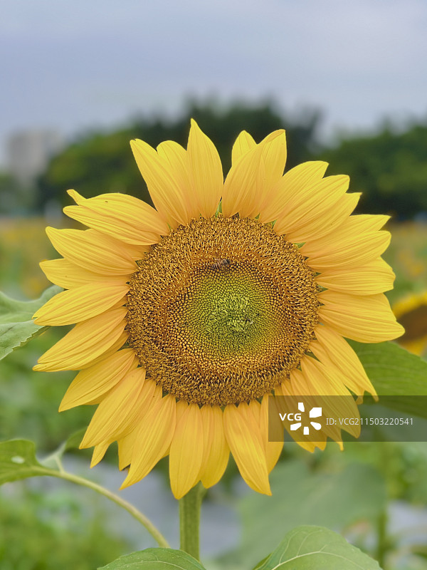 黄色向日葵的特写镜头图片素材