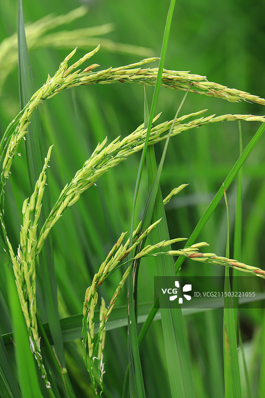 水稻图片素材
