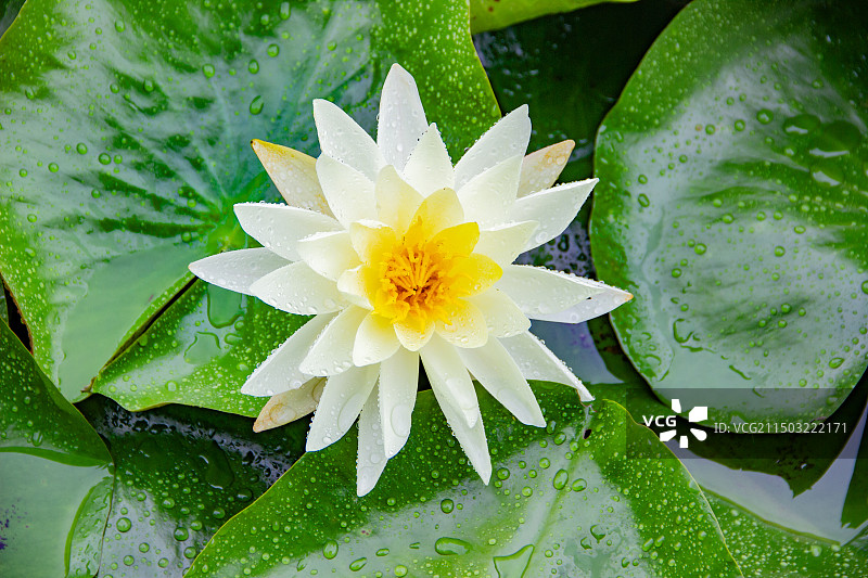 雨中睡莲图片素材