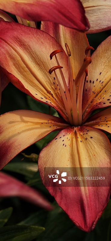 花乡公园百合图片素材