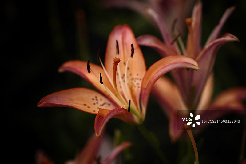 花乡公园百合图片素材