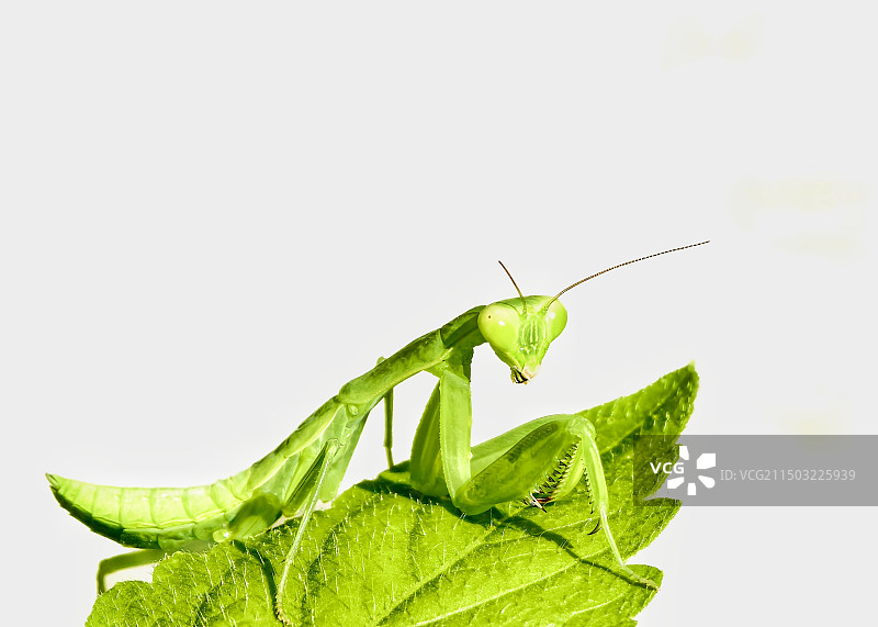 回眸一笑（螳螂）图片素材