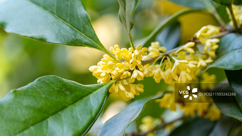 浙江桂花树花香花朵图片素材