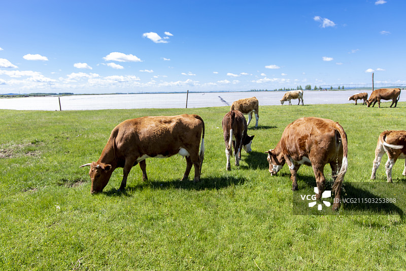 锡林郭勒盟正蓝旗南境金莲川草原牧牛场图片素材