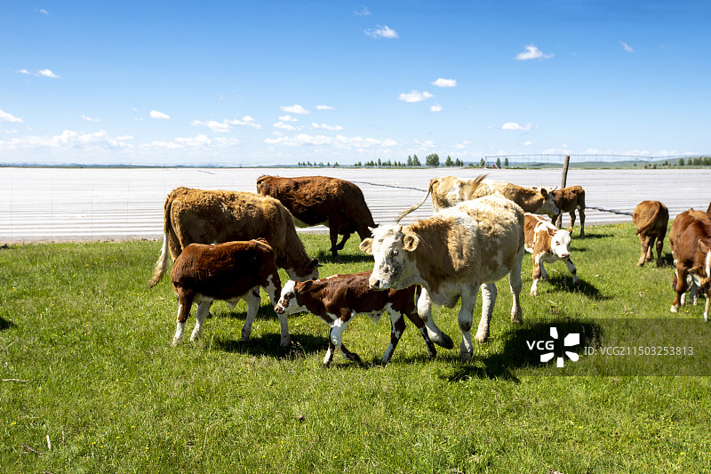 锡林郭勒盟正蓝旗南境金莲川草原牧牛场图片素材