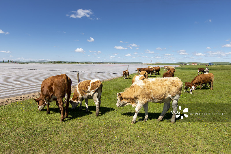 锡林郭勒盟正蓝旗南境金莲川草原牧牛场图片素材