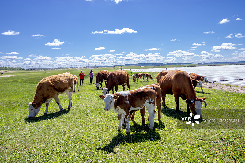 锡林郭勒盟正蓝旗南境金莲川草原牧牛场图片素材