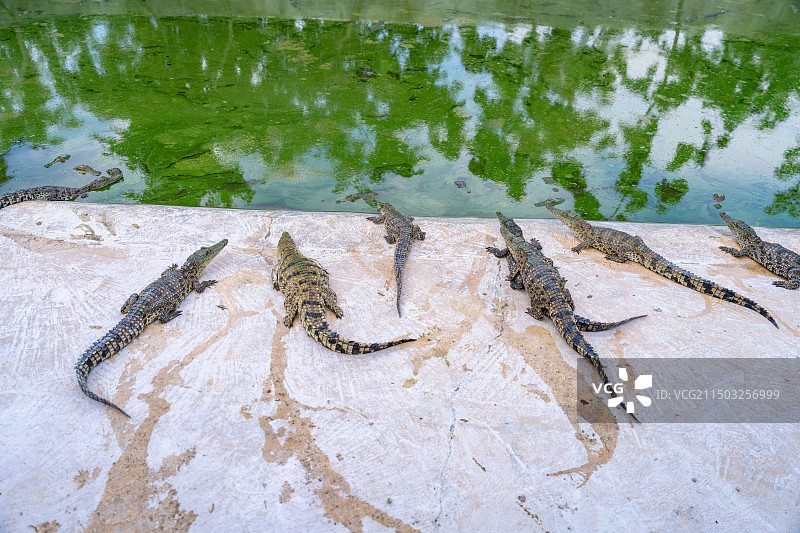 养殖场的鳄鱼图片素材