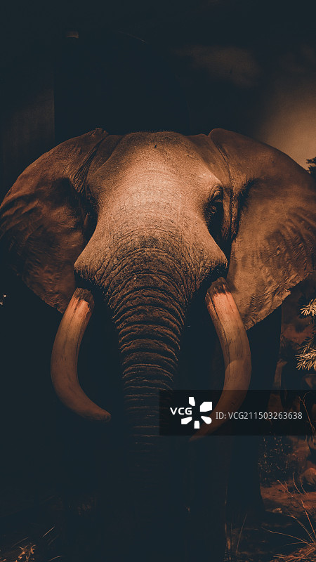 黑色背景下的大象特写镜头图片素材