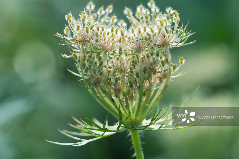 夏天的野胡萝卜花图片素材