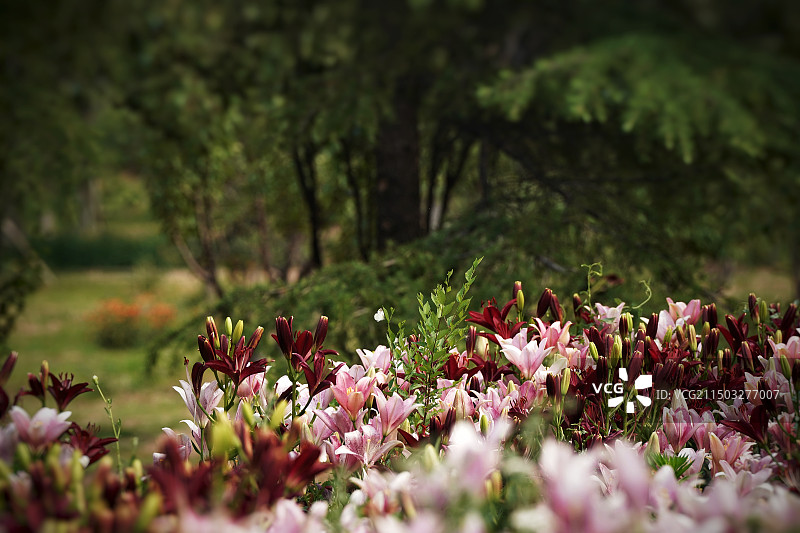 花乡公园百合花海图片素材