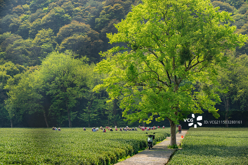 云栖竹径图片素材