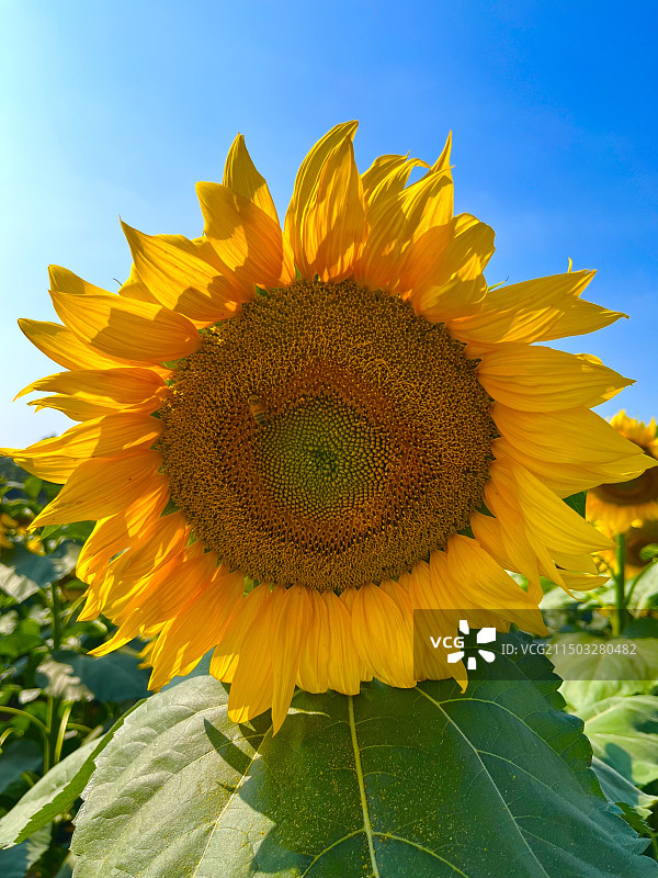 田园中的向日葵，葵花图片素材