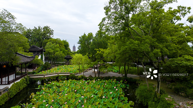 苏州古典园林拙政园中园池塘荷花和远处的北寺塔图片素材