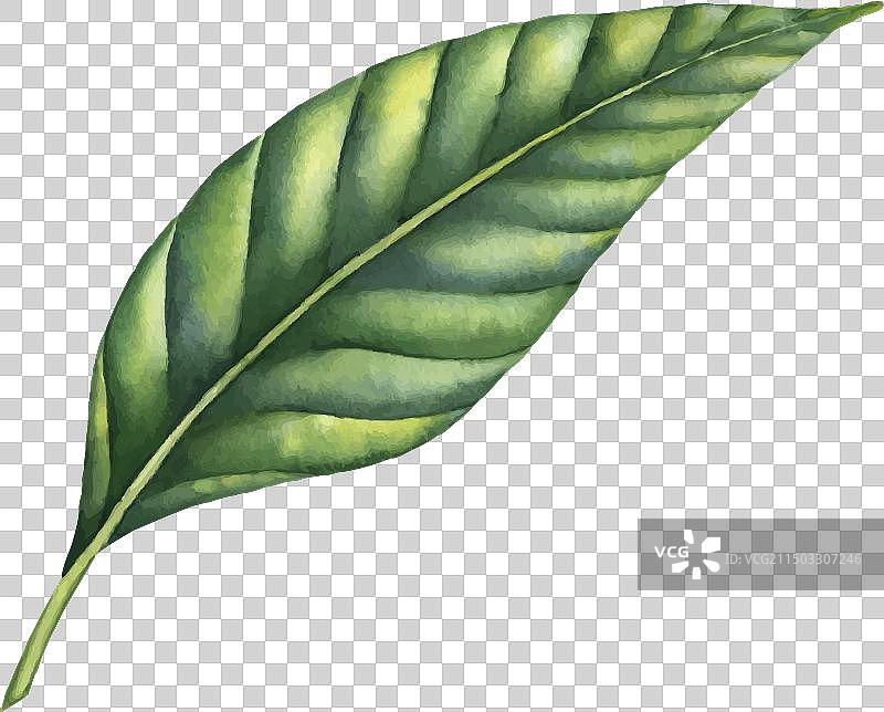 手绘水彩棕榈叶图片素材