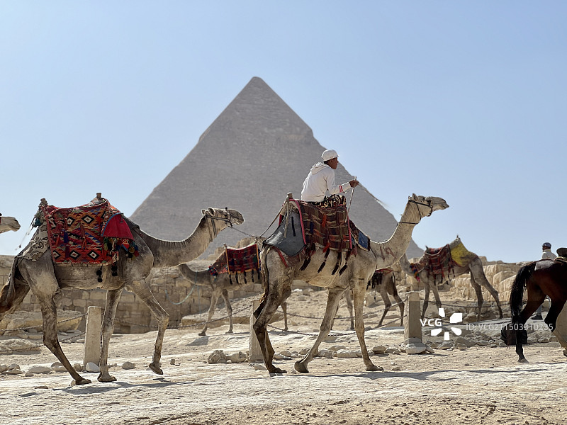金字塔前的骆驼图片素材