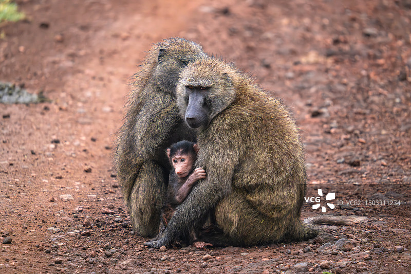 狒狒与怀中的幼崽图片素材