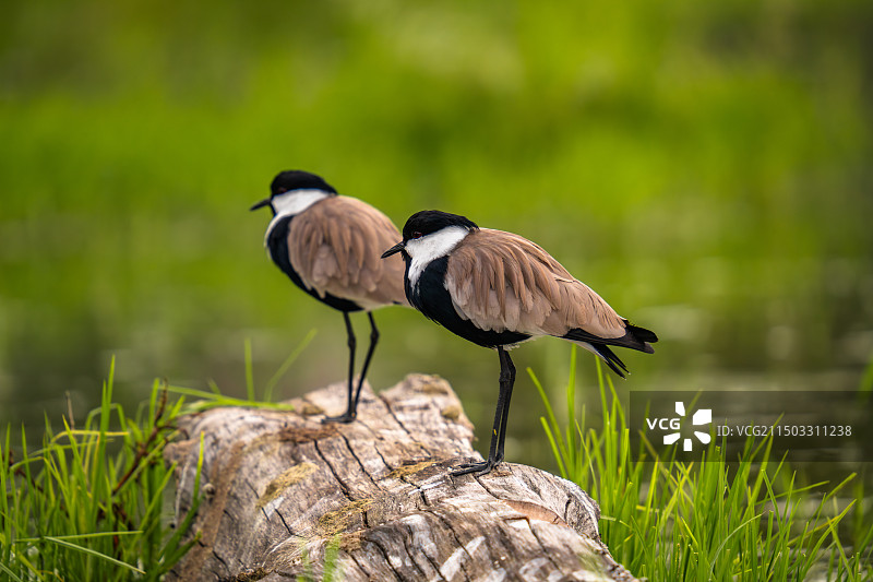 黑胸距翅麦鸡图片素材