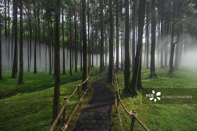 苍南县玉苍山国家森林公园阳光透过雾气照在苔藓上图片素材