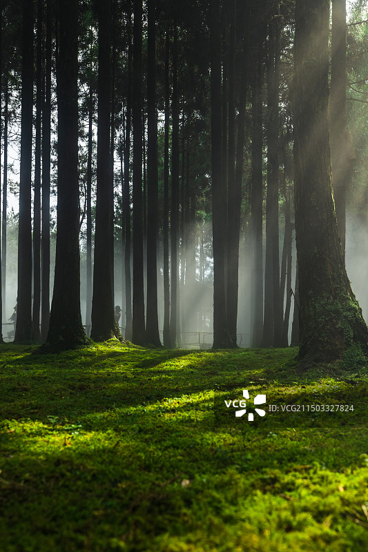 苍南县玉苍山国家森林公园阳光透过雾气照在苔藓上图片素材