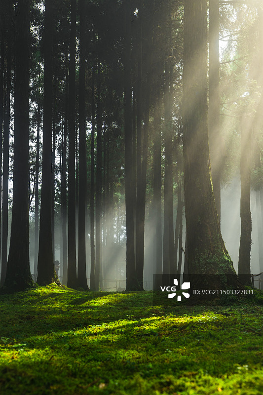 苍南县玉苍山国家森林公园阳光透过雾气照在苔藓上图片素材