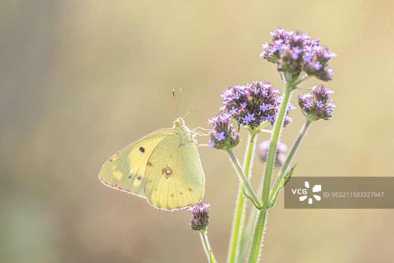 蝶与光图片素材