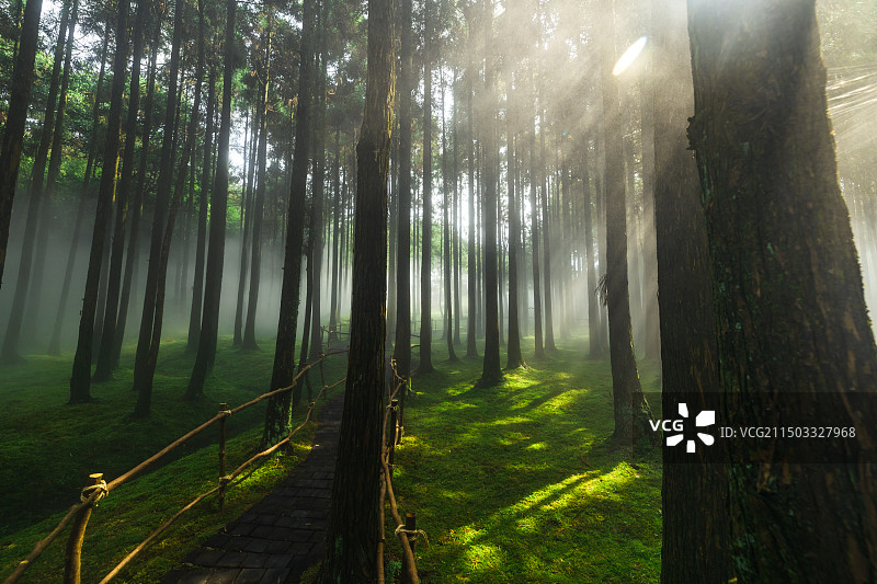 苍南县玉苍山国家森林公园阳光透过雾气照在苔藓上图片素材