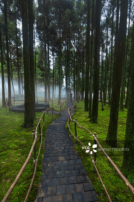 玉苍山国家森林公园里的苔藓和树林图片素材