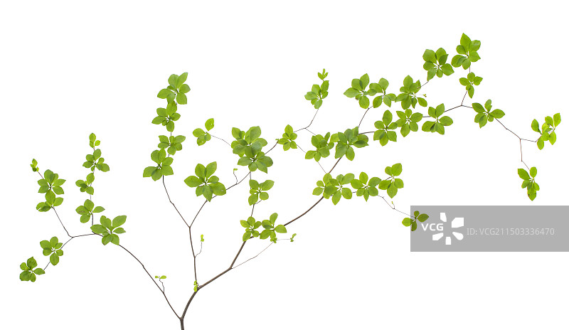 日本吊钟绿植图片素材