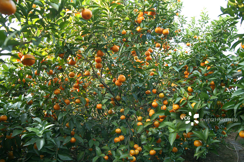 德庆砂糖橘图片素材
