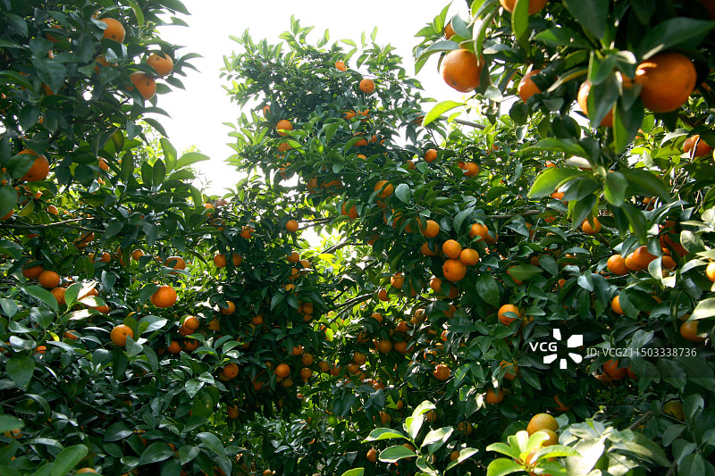 德庆砂糖橘图片素材