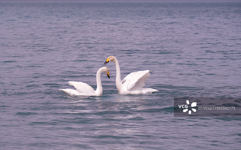 克勒涌珠的天鹅5486图片素材