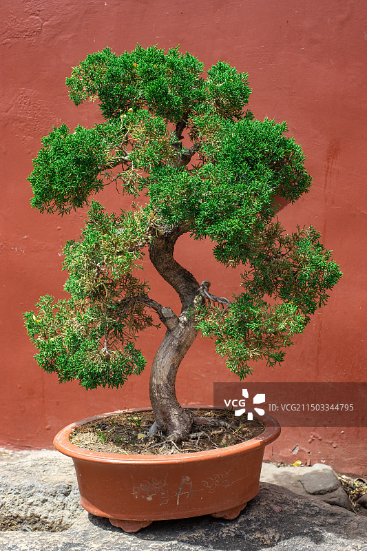 中国盆栽植物拍摄主题，花盆里的绿色的松树柏树造型各异的式样，户外白昼无人图像摄影图片素材