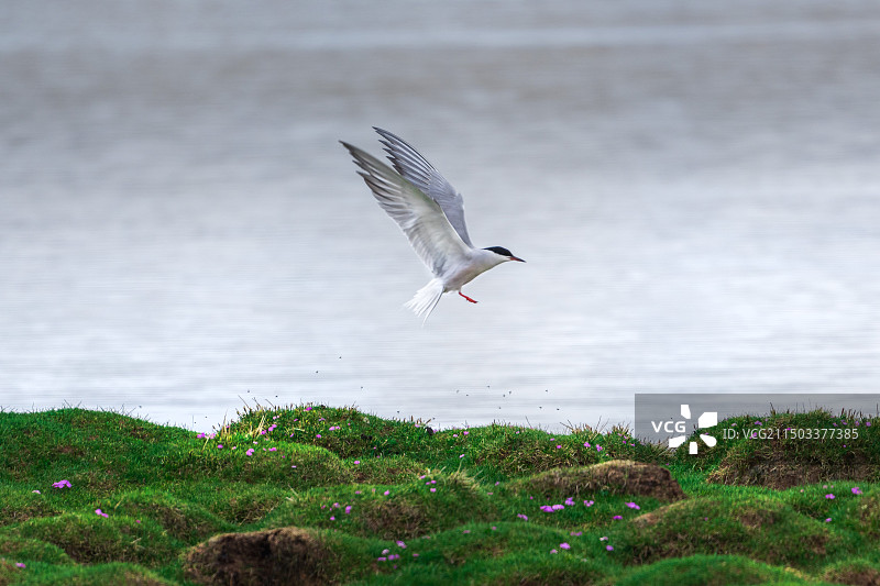 北极燕鸥图片素材