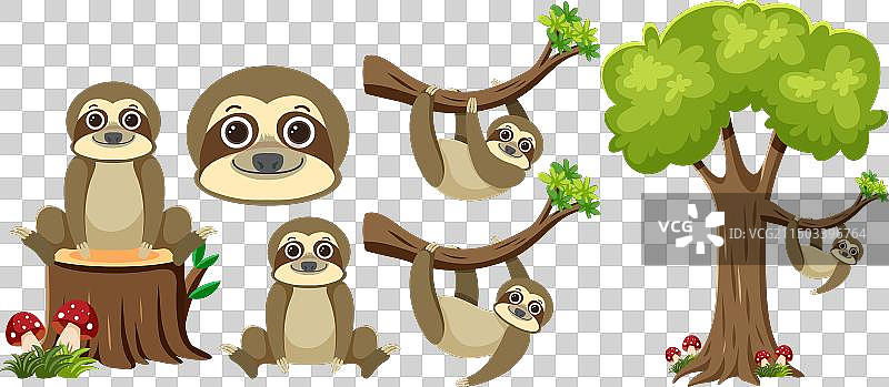 树懒悬挂在树枝上图片素材