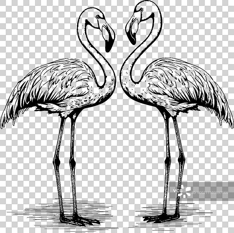 火烈鸟钢笔画图片素材