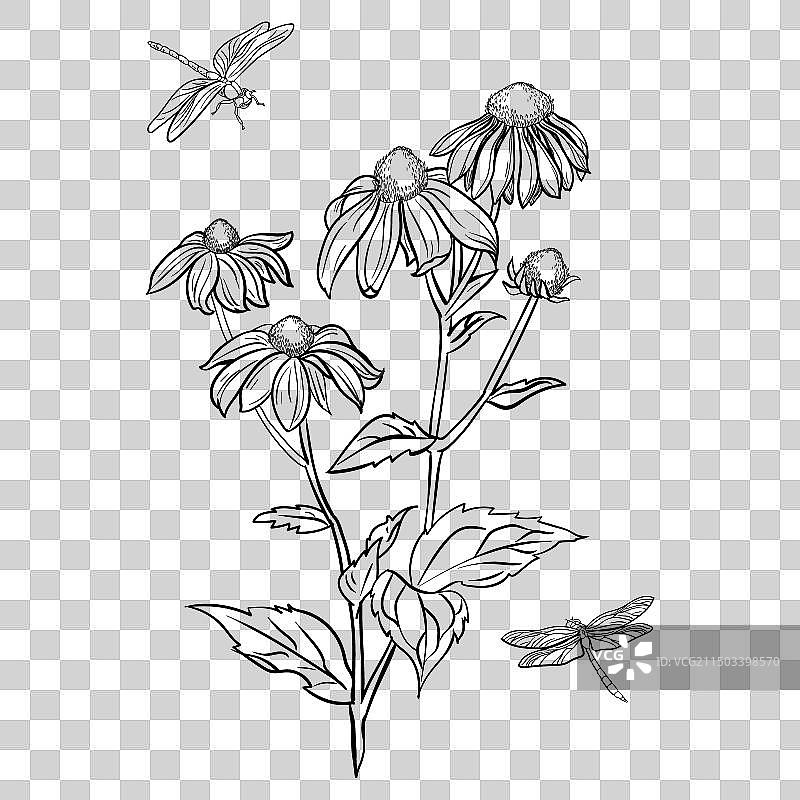 金光菊与蜻蜓绘画图片素材