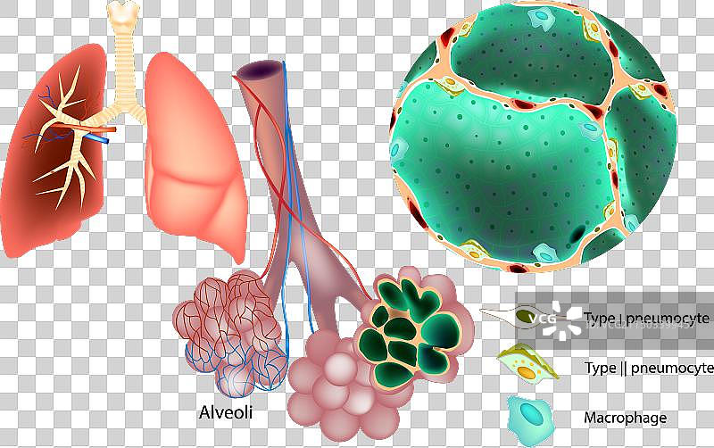 1型和2型医疗图片素材
