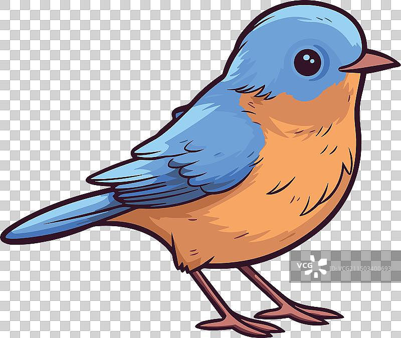卡通可爱风的东部蓝知更鸟图片素材