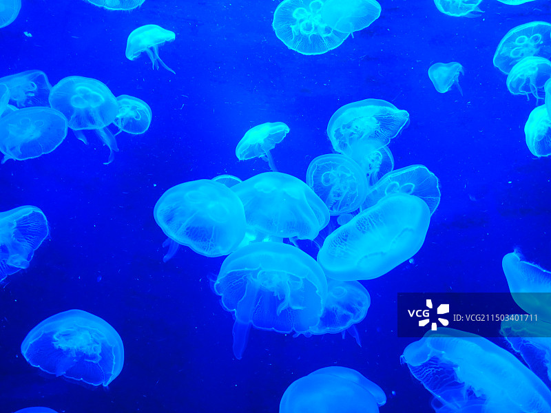 海洋馆 水母图片素材