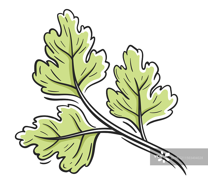 白色背景上的绿色欧芹图片素材