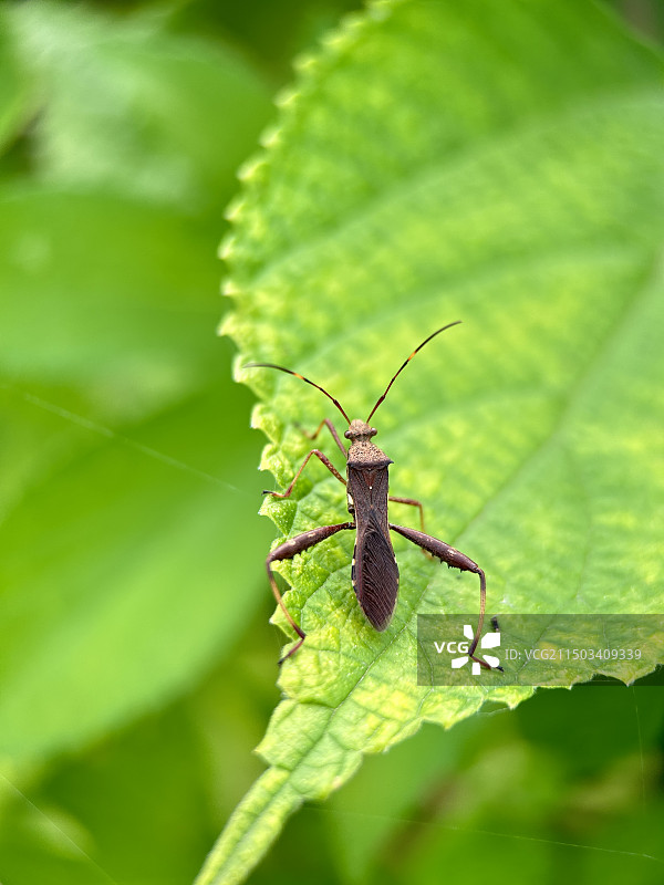 叶上昆虫特写镜头图片素材