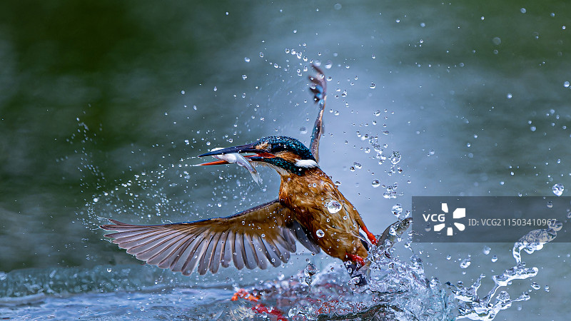 翠鸟捕鱼图片素材