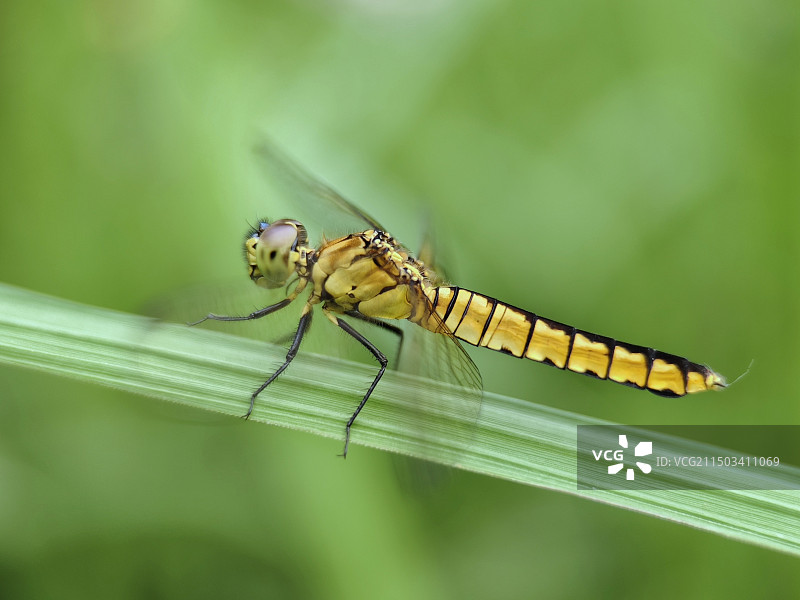 蜻蜓（黄色）图片素材
